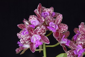 Cattleya Day Tripper Fuerte AM/AOS 82 pts.